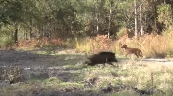 Chasseurs de sanglier, battue en Gascogne