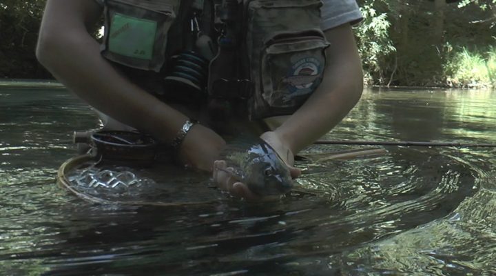 À l’ombre de la Sorgue